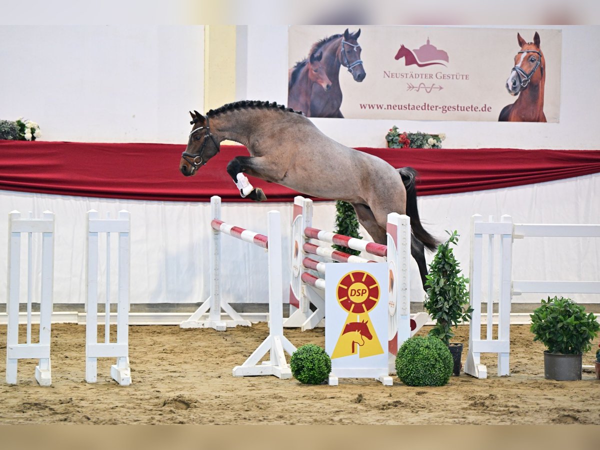 Poni alemán Semental 3 años Castaño-ruano in Neustadt Dosse