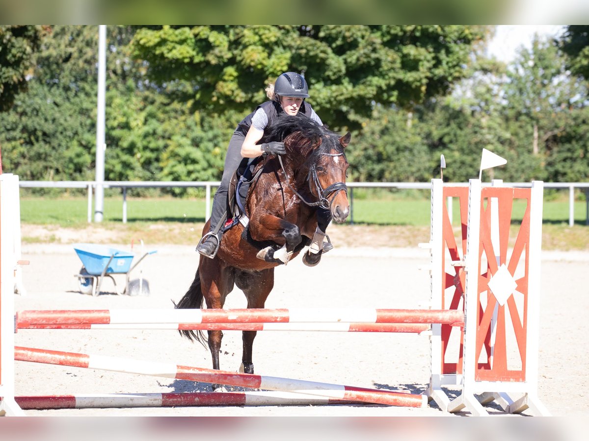 Poni alemán Semental 4 años 146 cm Castaño in Wurster Nordseek&#xFC;ste