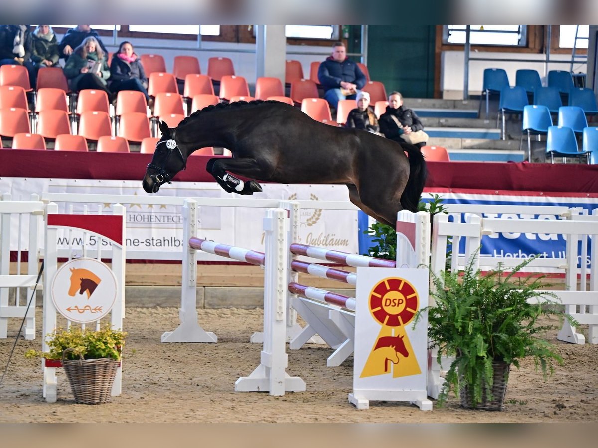 Poni alemán Semental 4 años 148 cm Morcillo in Neustadt Dosse