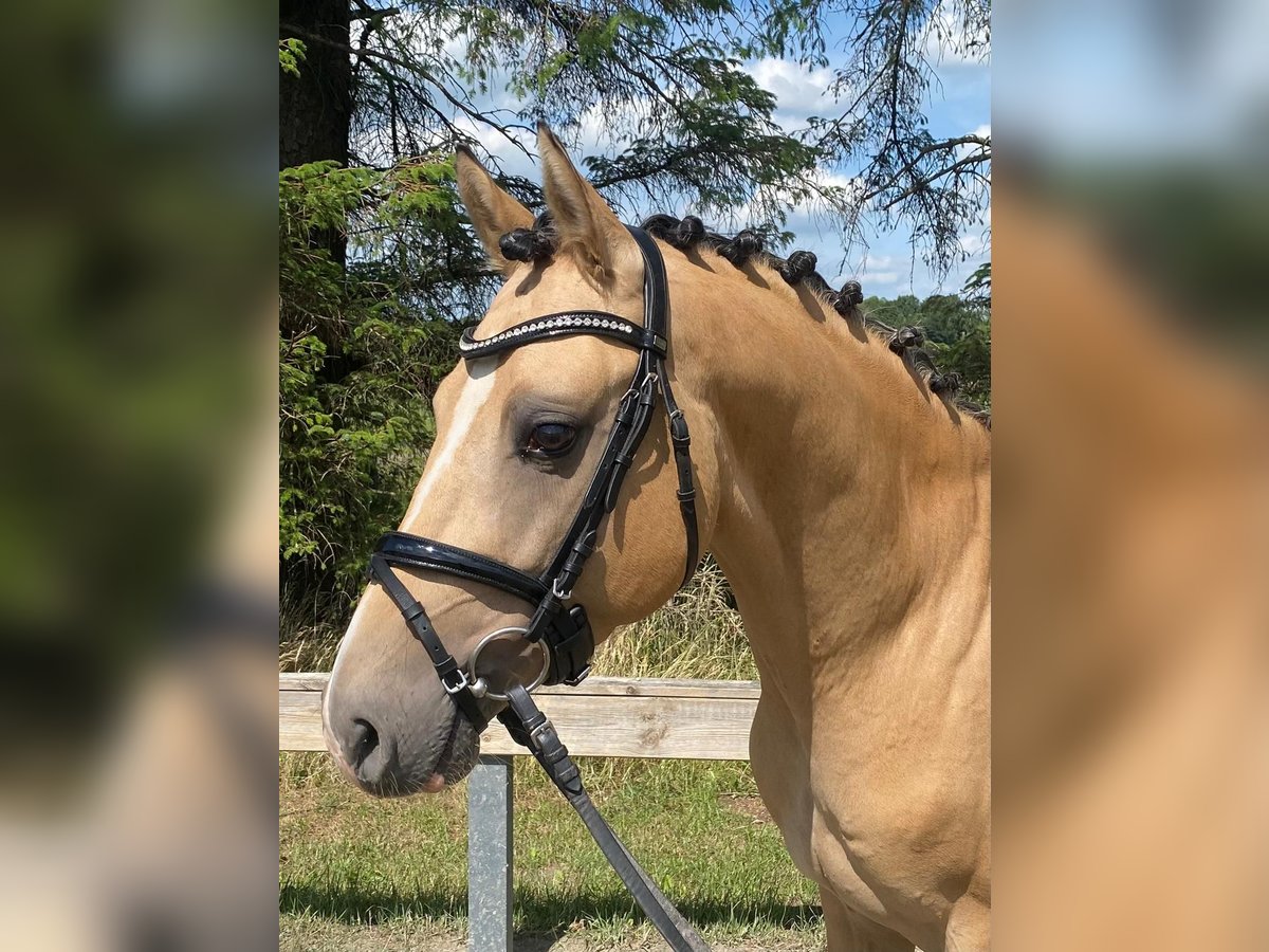 Poni alemán Semental 5 años 147 cm Bayo in Süderlügum