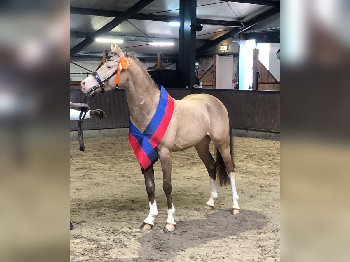 Poni alemán Semental 6 años 148 cm Champán in Enzelsdorf