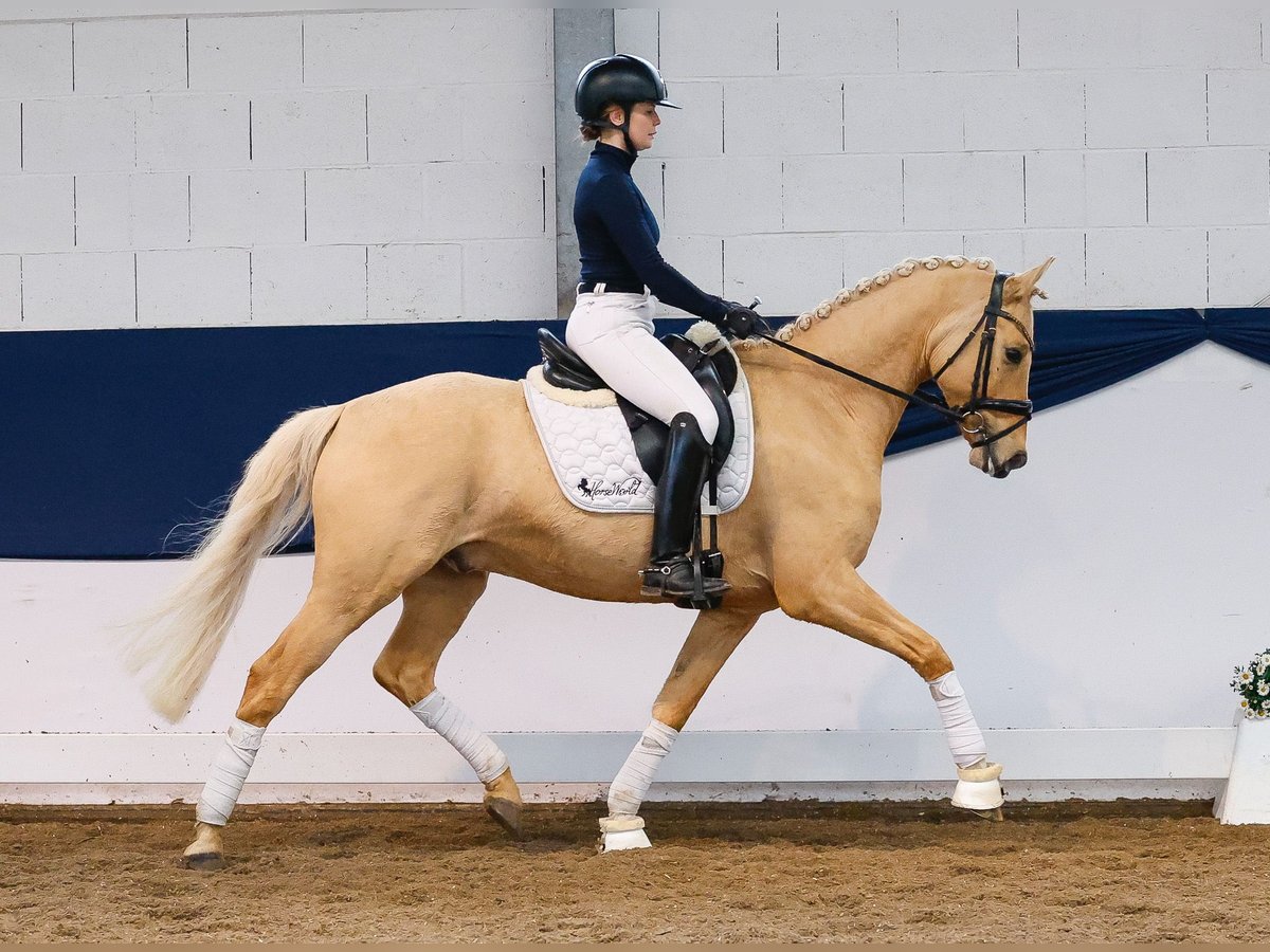 Poni alemán Semental 6 años 149 cm Palomino in Marsberg
