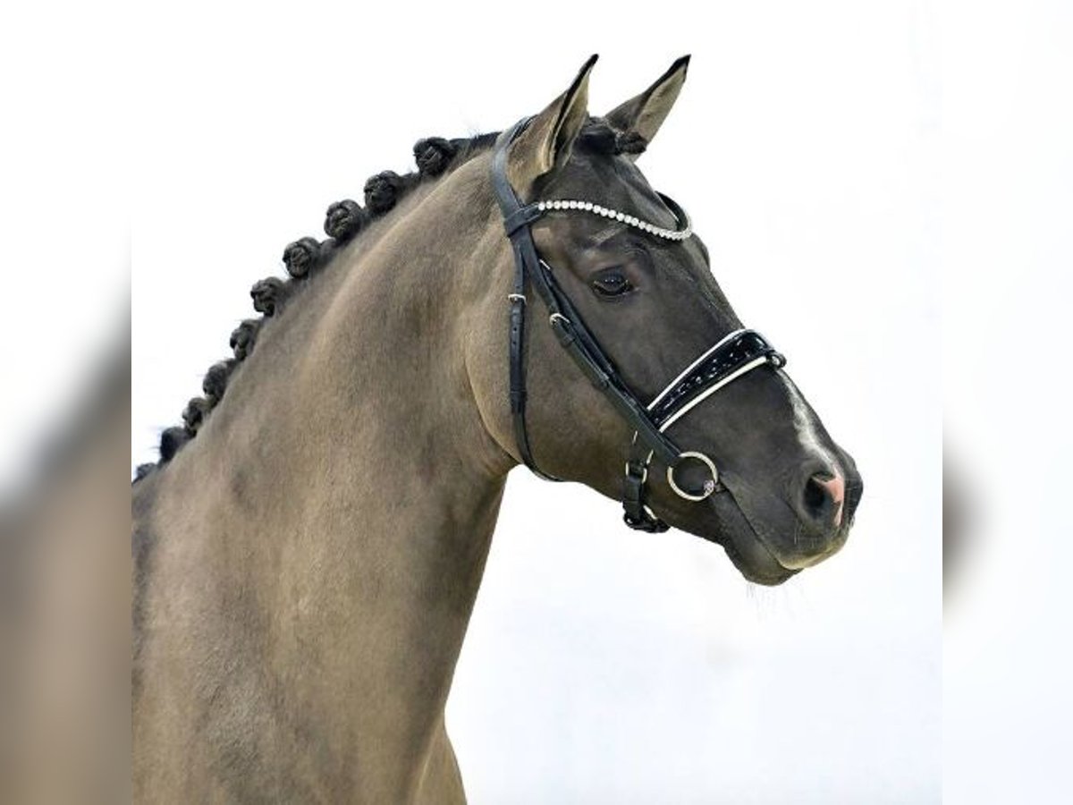 Poni alemán Semental 7 años Negro in Vechta