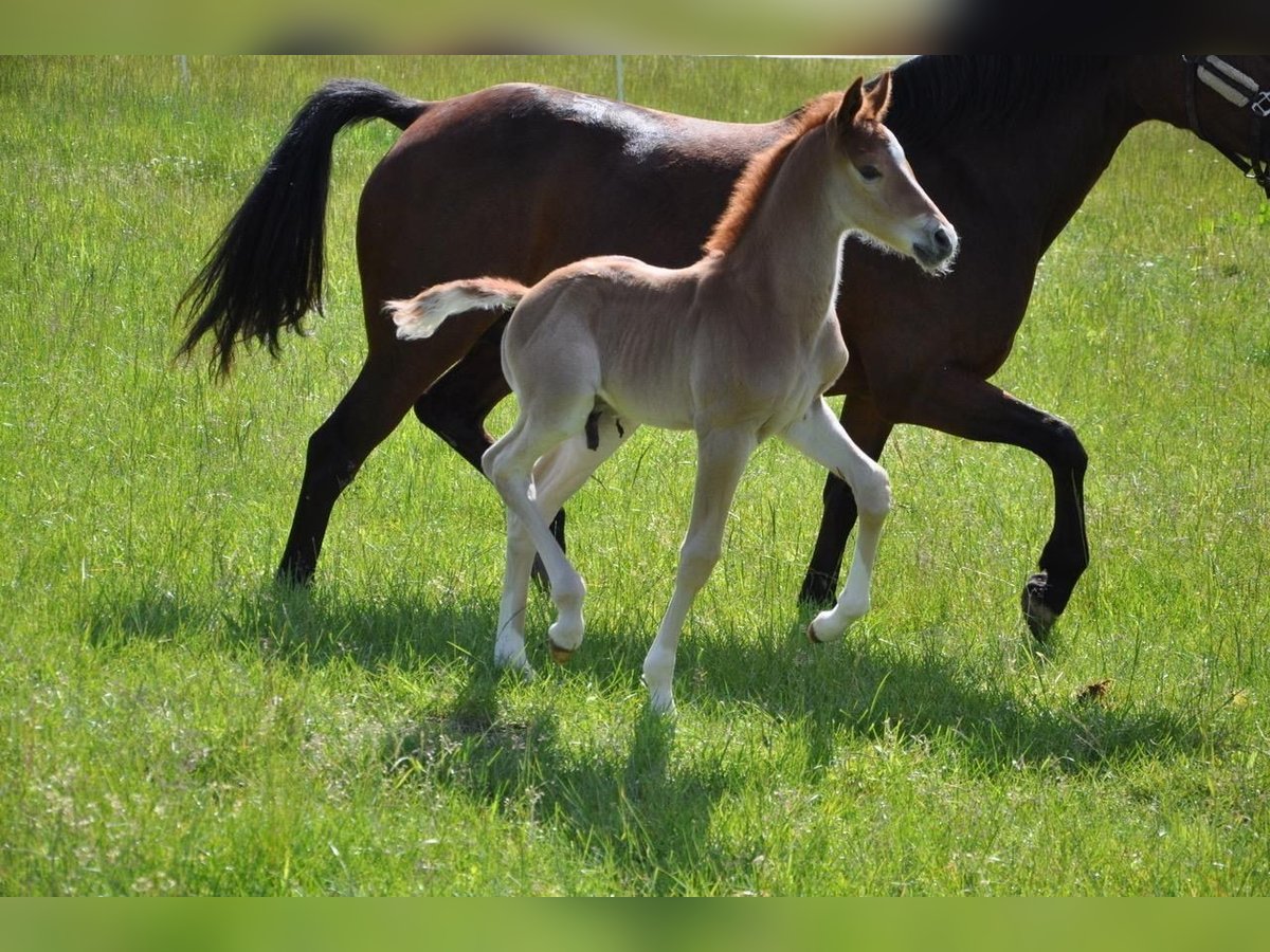Poni alemán Semental  147 cm Alazán-tostado in Beverungen