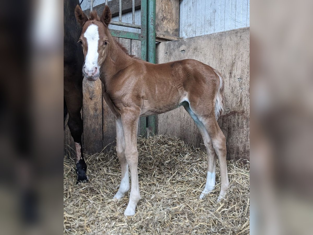 Poni alemán Semental Potro (01/2024) 148 cm Alazán in Wurzen