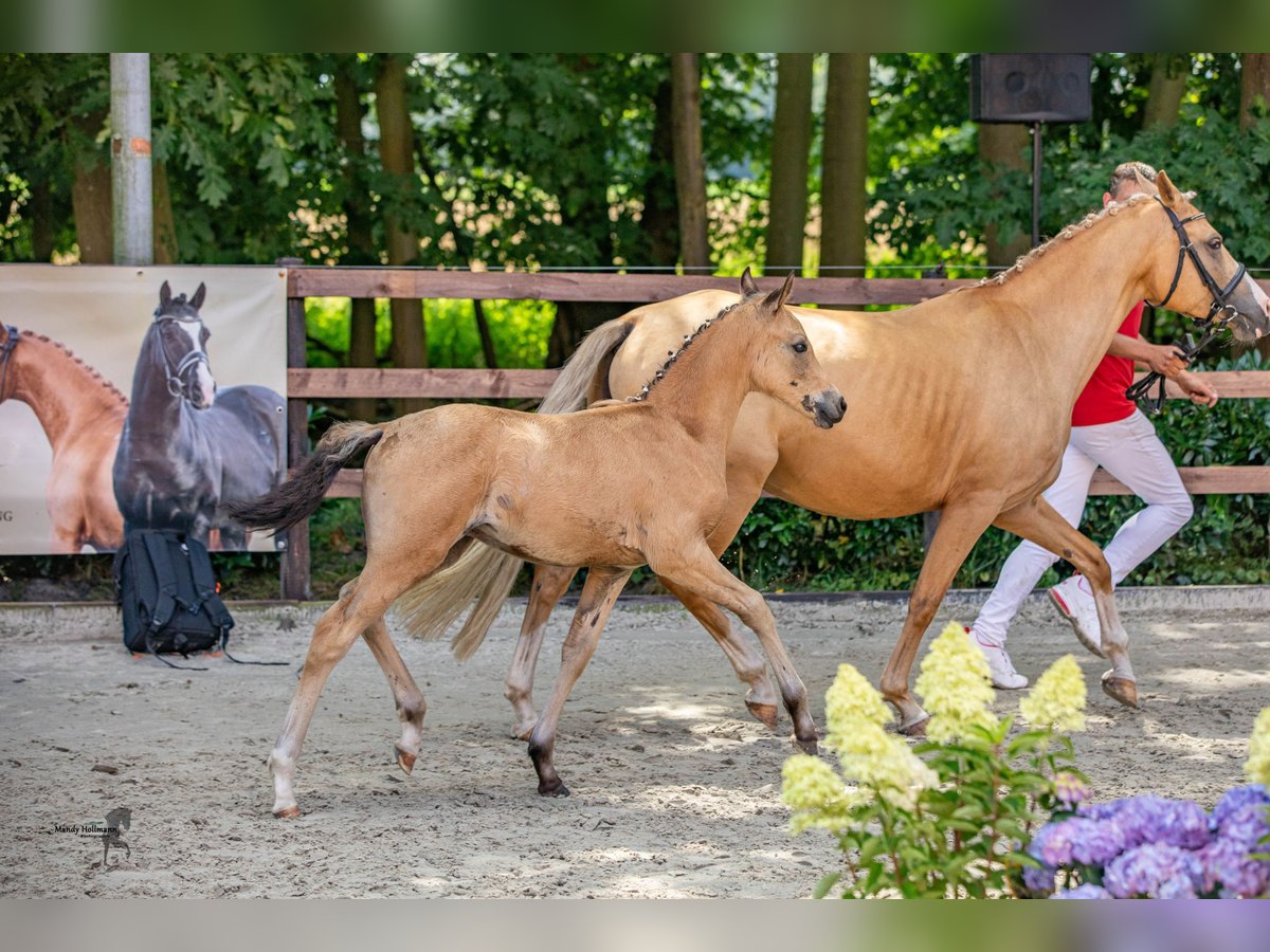 Poni alemán Semental  148 cm Buckskin/Bayo in Menslage