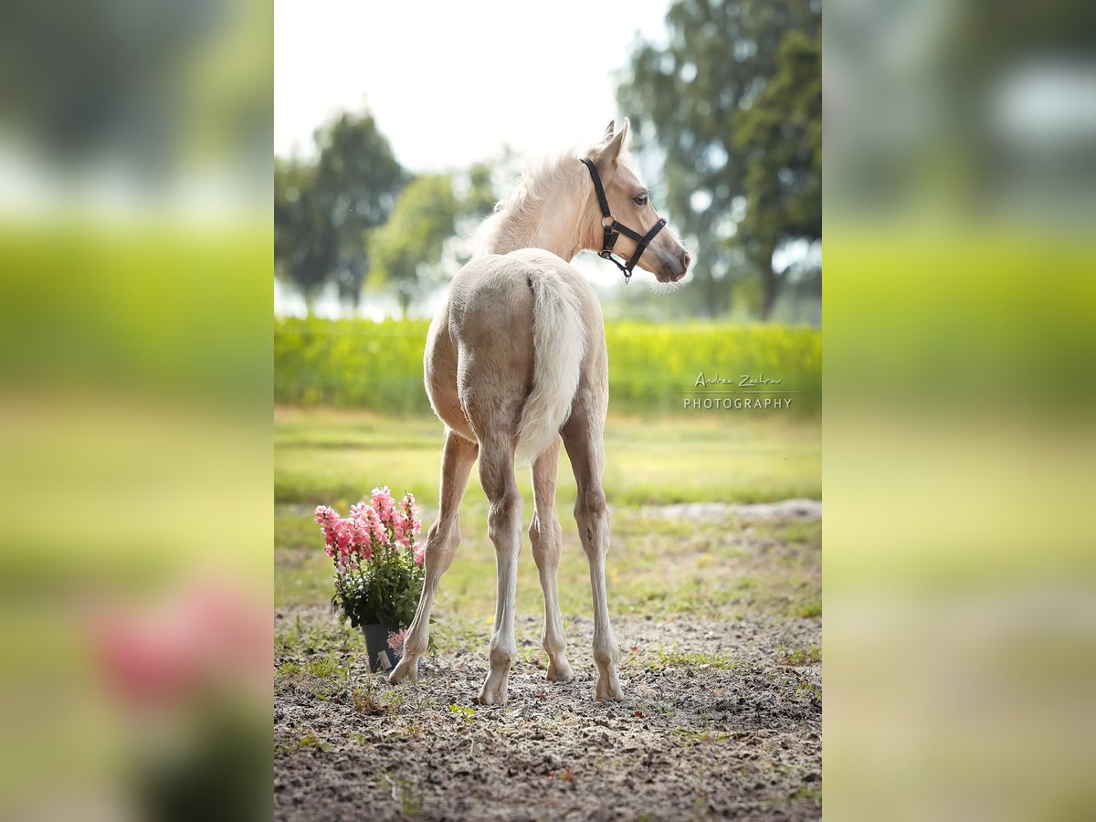 Poni alemán Semental Potro (04/2025) 148 cm Palomino in Walsrode