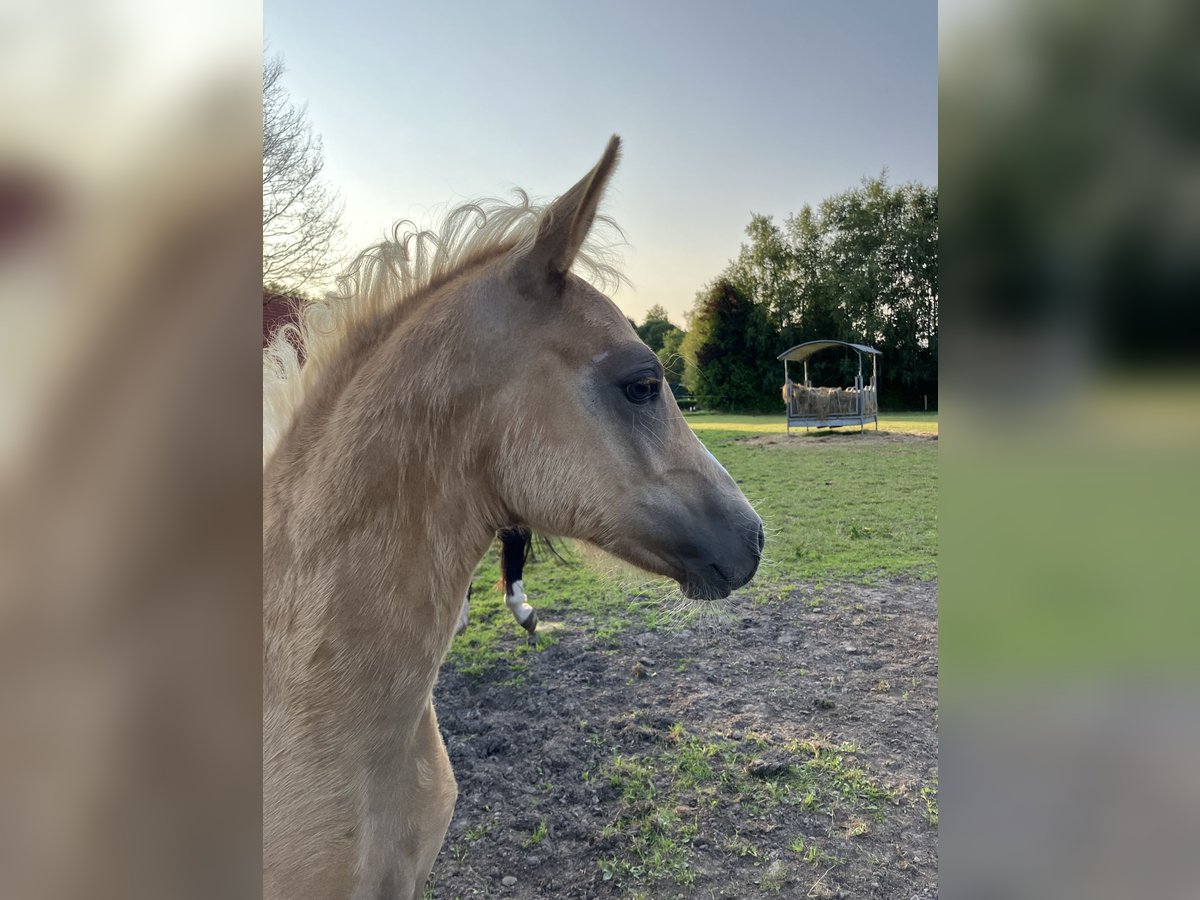 Poni alemán Semental Potro (05/2024) 148 cm Palomino in Großheide