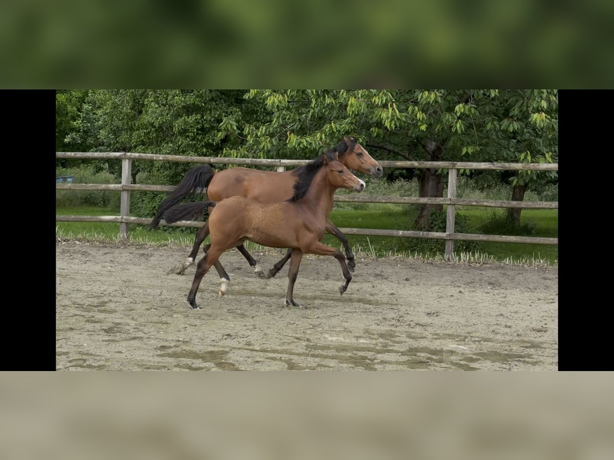 Poni alemán Semental  150 cm Castaño in Twistringen