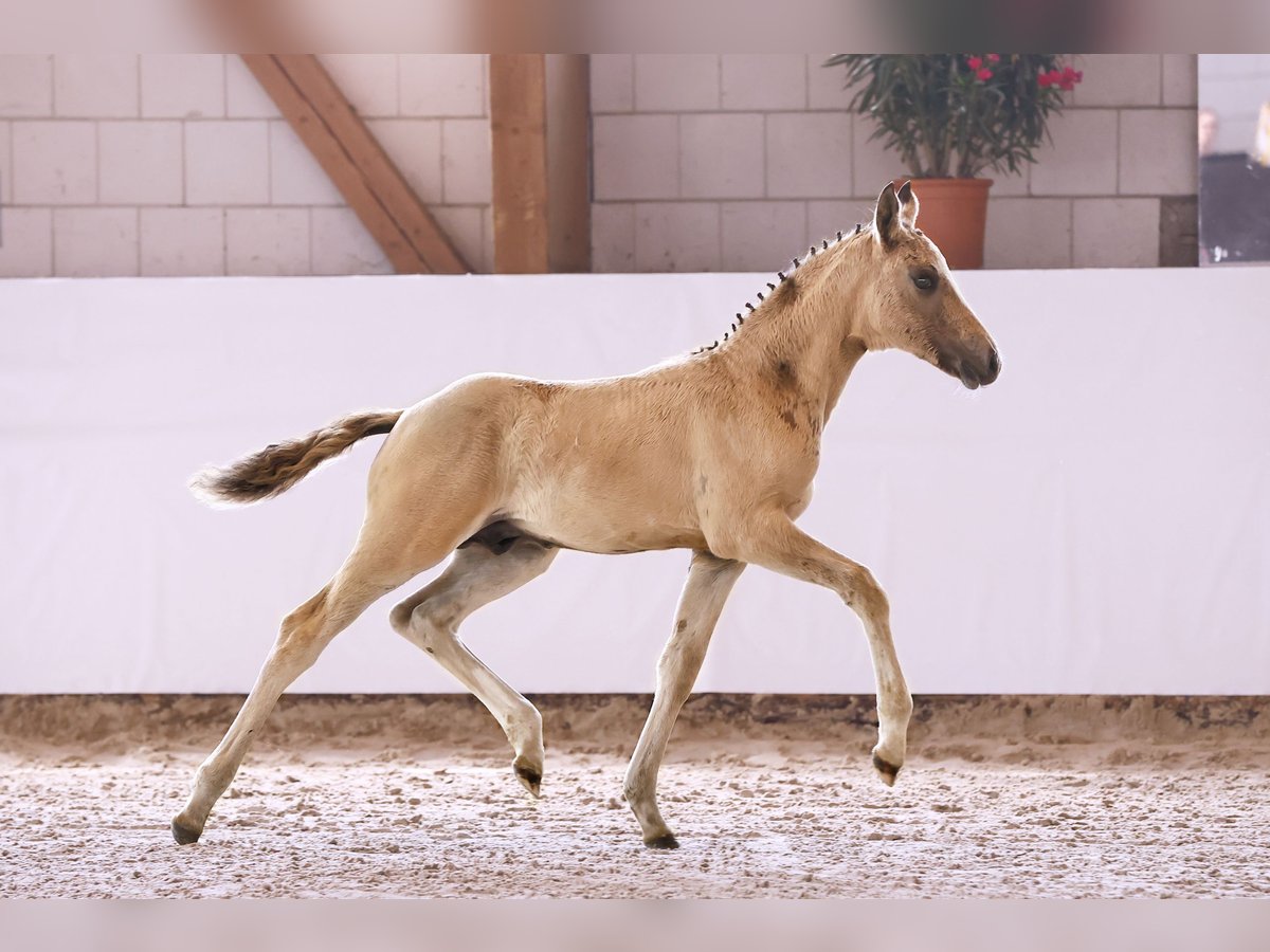 Poni alemán Semental Potro (05/2024) Champán in Kloster Lehnin