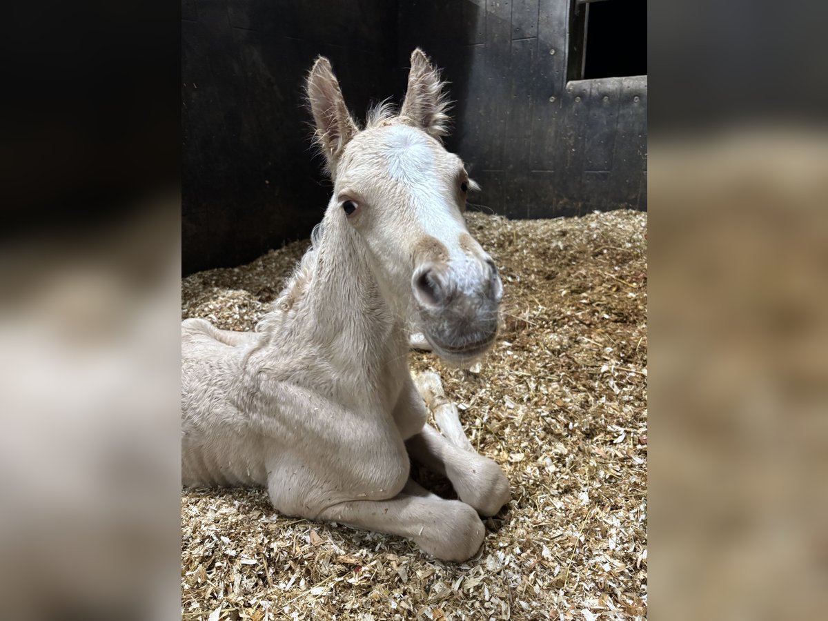 Poni alemán Semental  Palomino in Billerbeck
