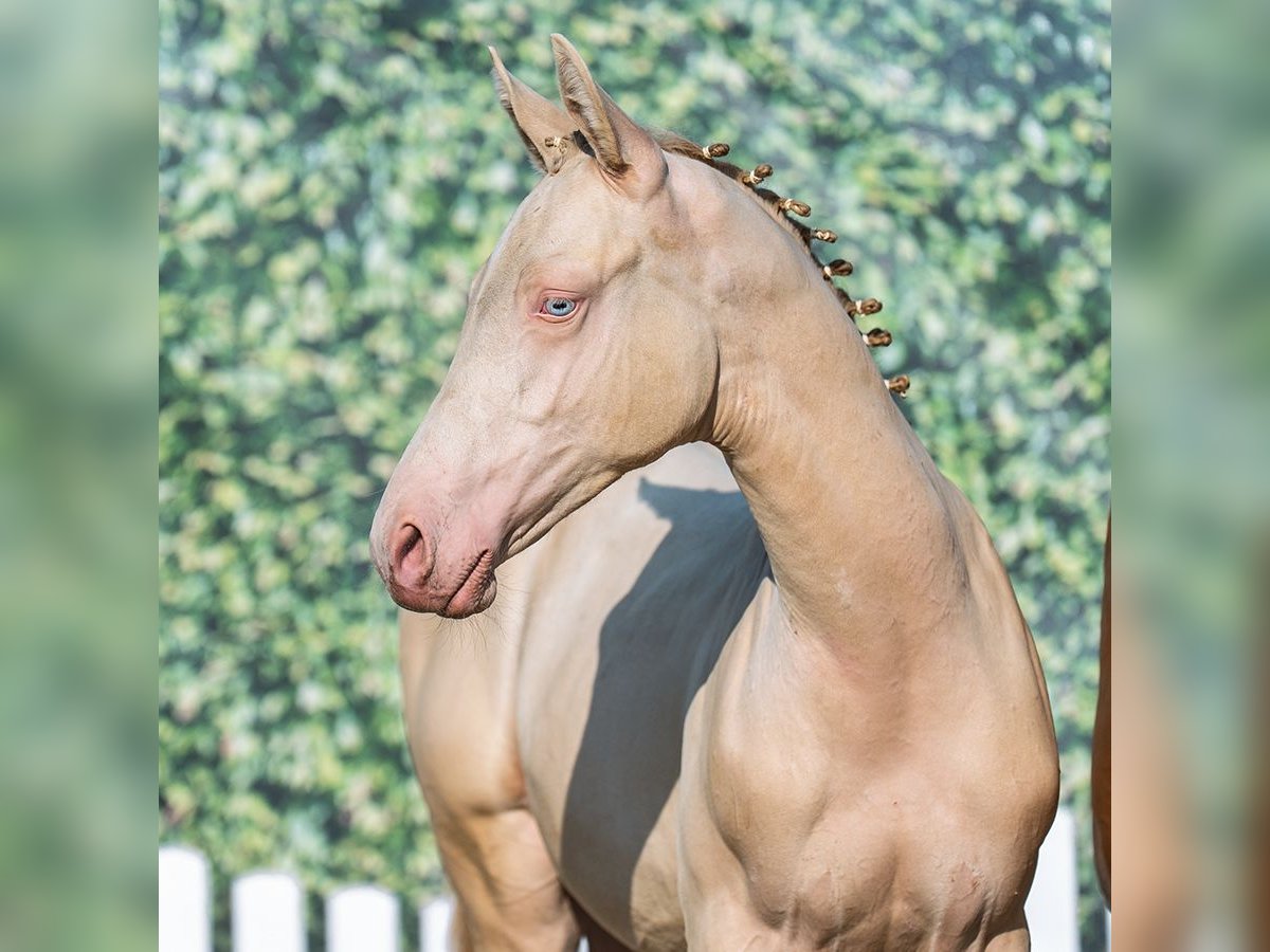 Poni alemán Semental Potro (04/2025) Palomino in M&#xFC;nster-Handorf