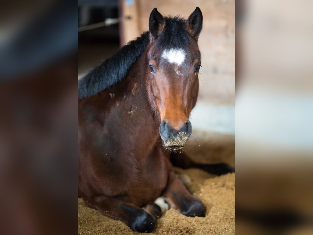 Poni alemán Mestizo Yegua 10 años 140 cm Castaño in Seubersdorf in der Oberpfalz