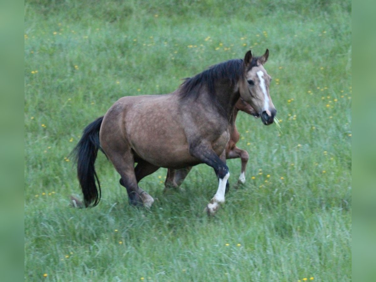 Poni alemán Yegua 10 años 142 cm Buckskin/Bayo in Waldshut-Tiengen