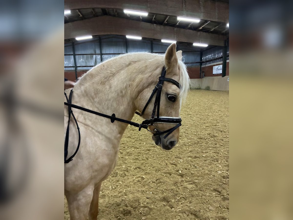 Poni alemán Yegua 10 años 146 cm Bayo in M&#xFC;nster