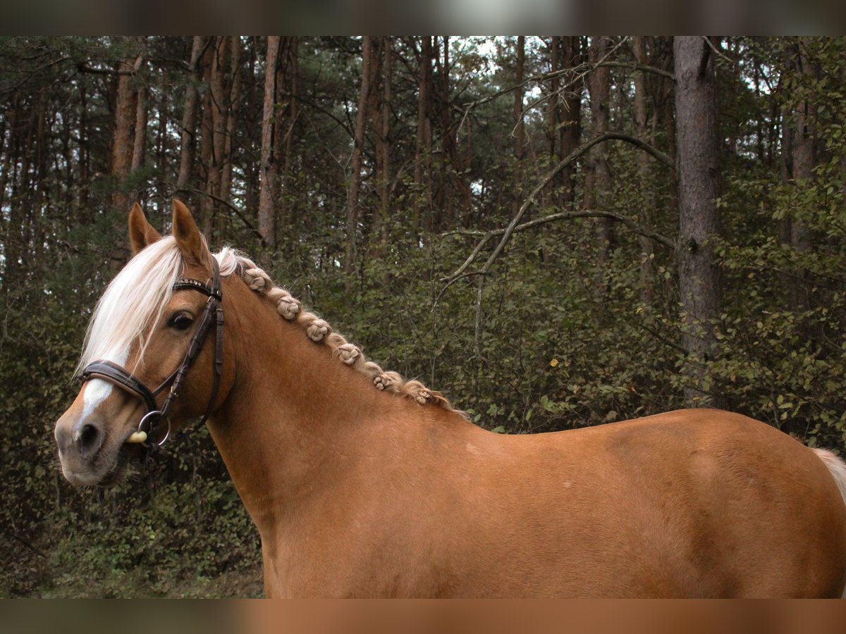 Poni alemán Yegua 10 años 146 cm in Tobaj