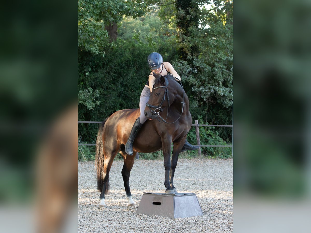 Poni alemán Yegua 12 años 141 cm Castaño in Doorn