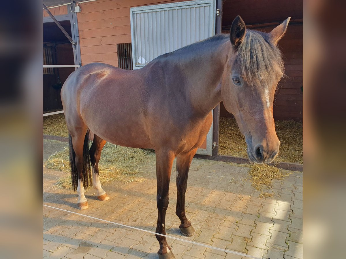 Poni alemán Yegua 12 años 148 cm Morcillo in Schönaich