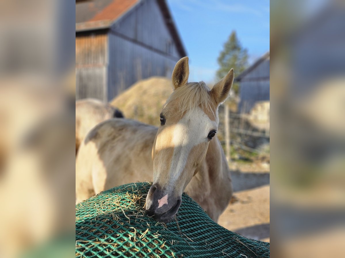Poni alemán Yegua 12 años 150 cm Palomino in Dießen am Ammersee
