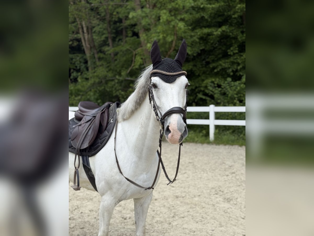Poni alemán Mestizo Yegua 12 años 150 cm Tordo in Neuwied