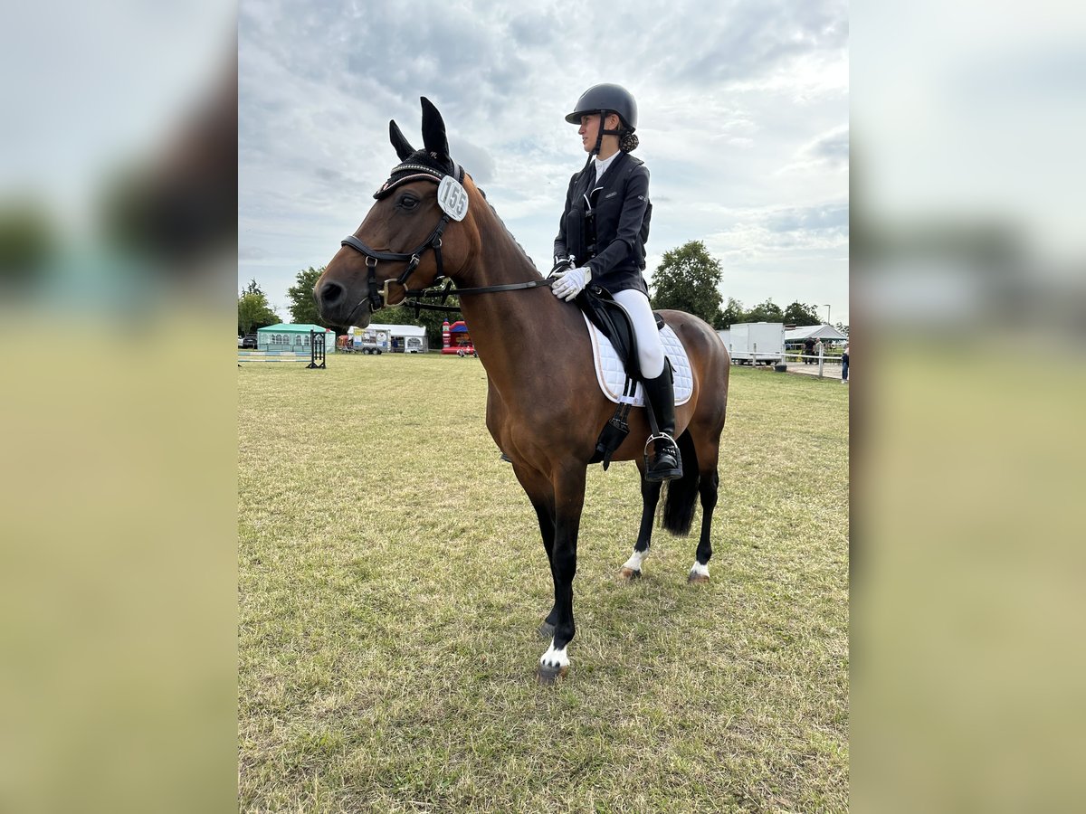 Poni alemán Yegua 13 años 145 cm Castaño in KrackowKrackow