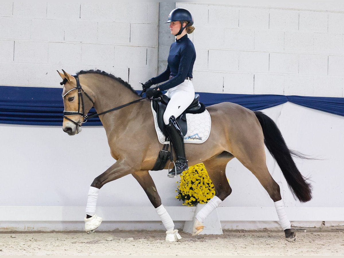 Poni alemán Yegua 13 años 147 cm Bayo in Marsberg
