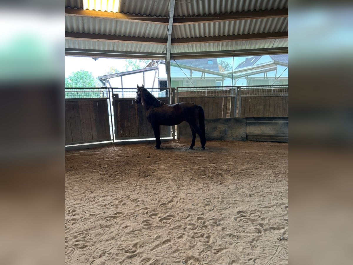 Poni alemán Yegua 15 años 140 cm Castaño oscuro in Adenbüttel