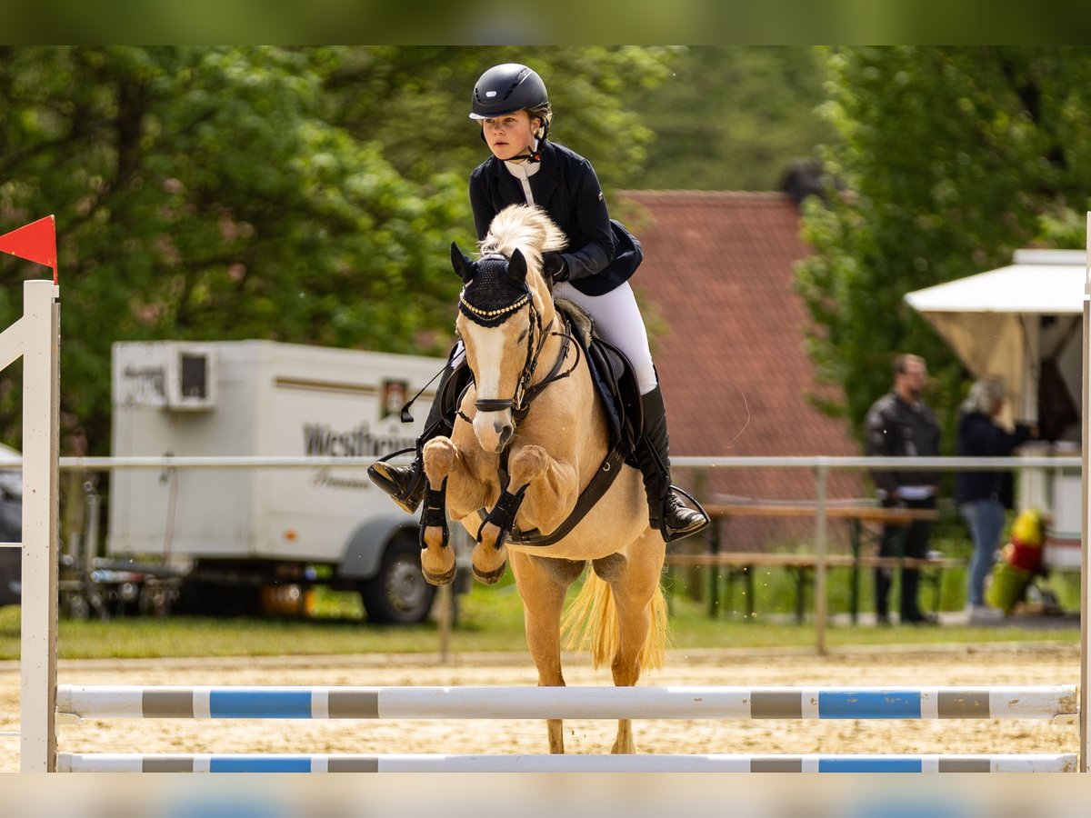 Poni alemán Yegua 15 años 143 cm Palomino in Marsberg