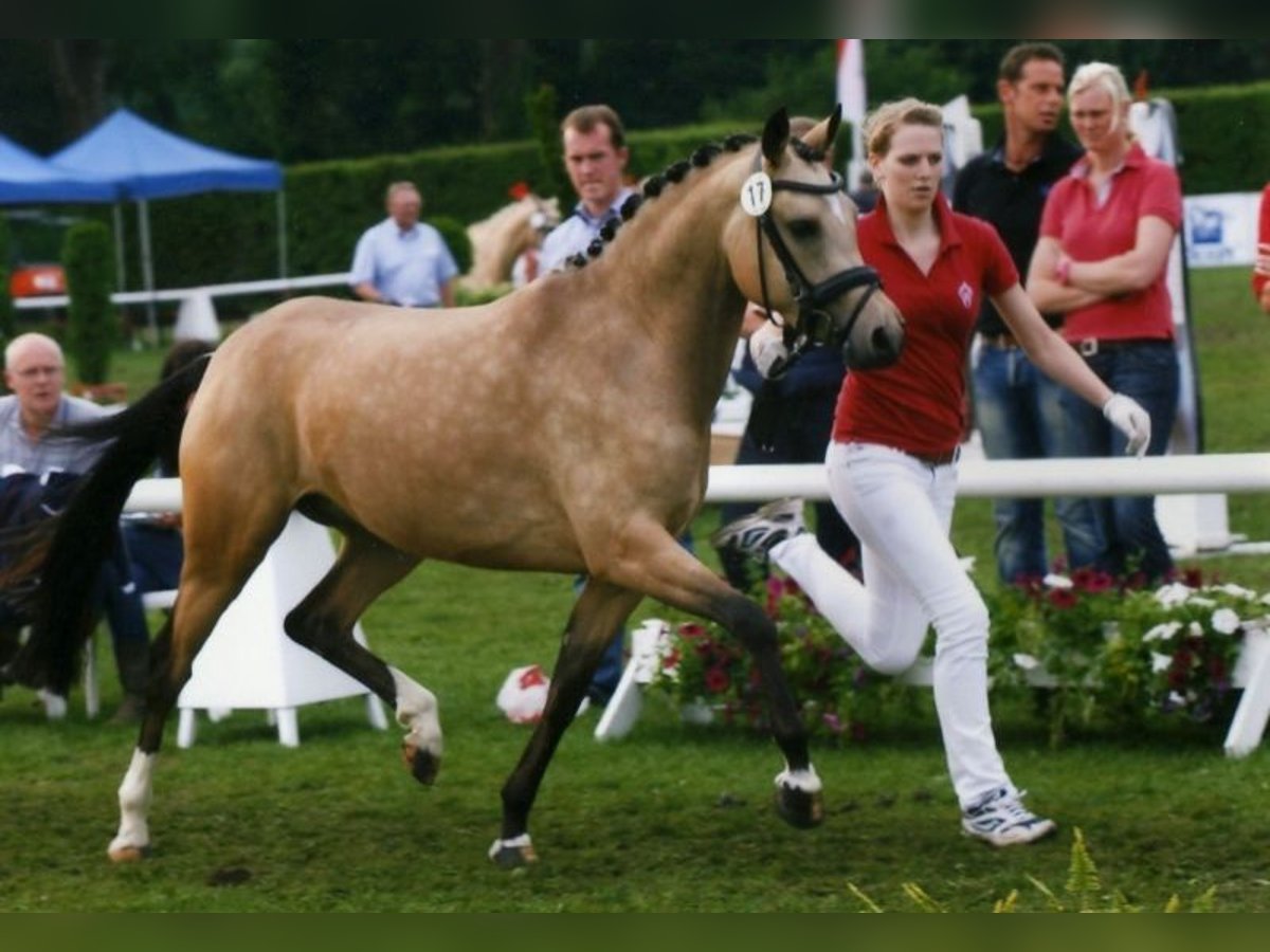 Poni alemán Yegua 15 años 144 cm Bayo in Ahaus