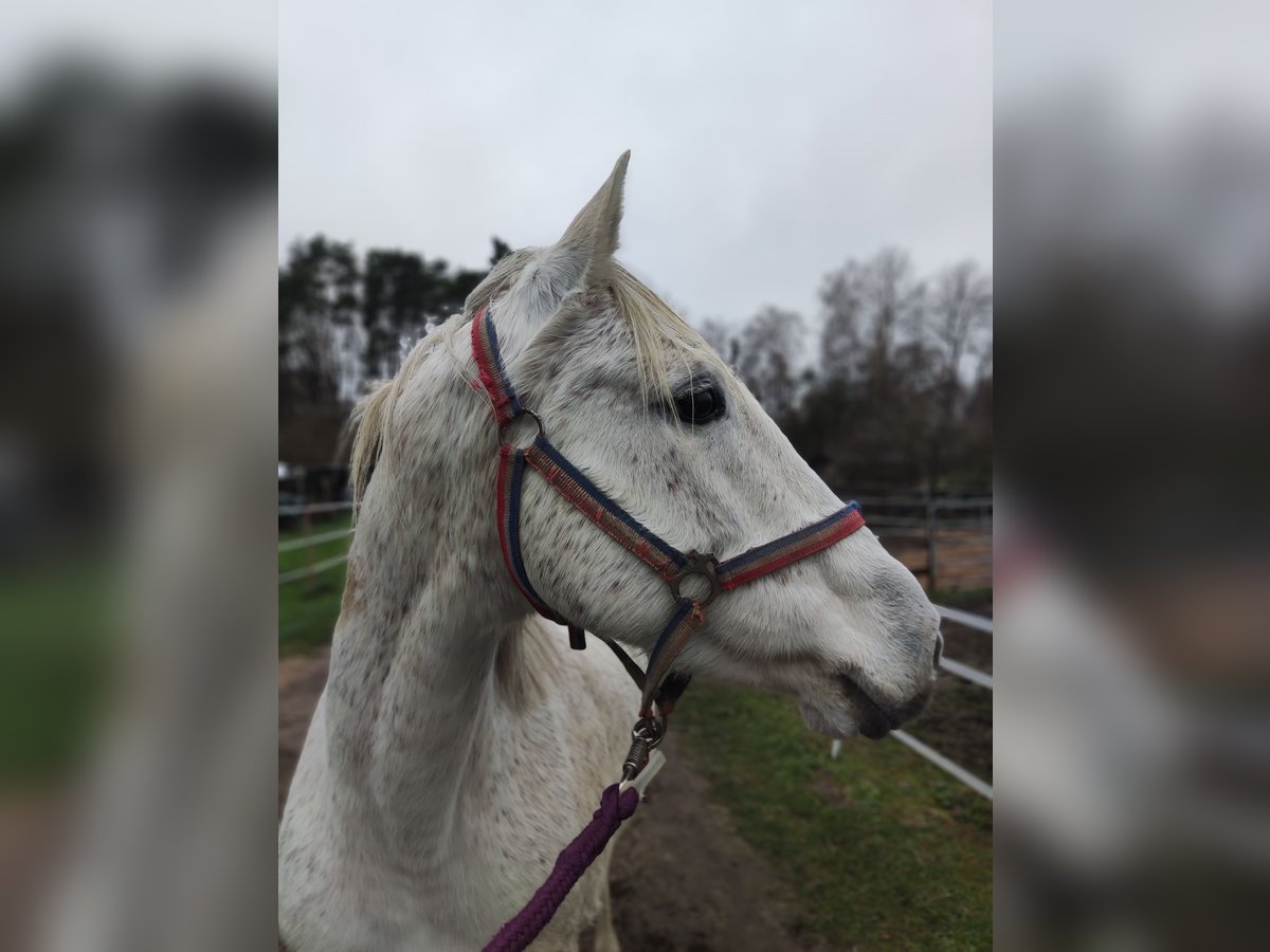 Poni alemán Yegua 15 años 145 cm Tordo in Hamburg Niendorf