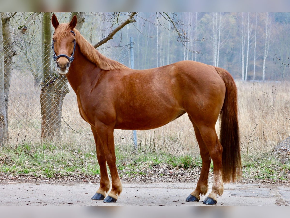 Poni alemán Yegua 15 años 148 cm Alazán in Golmsdorf