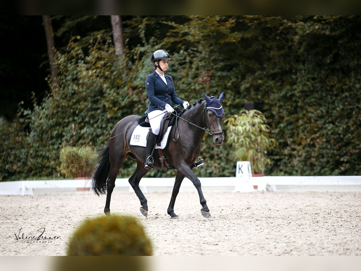 Poni alemán Yegua 16 años 146 cm Castaño oscuro in Seevetal