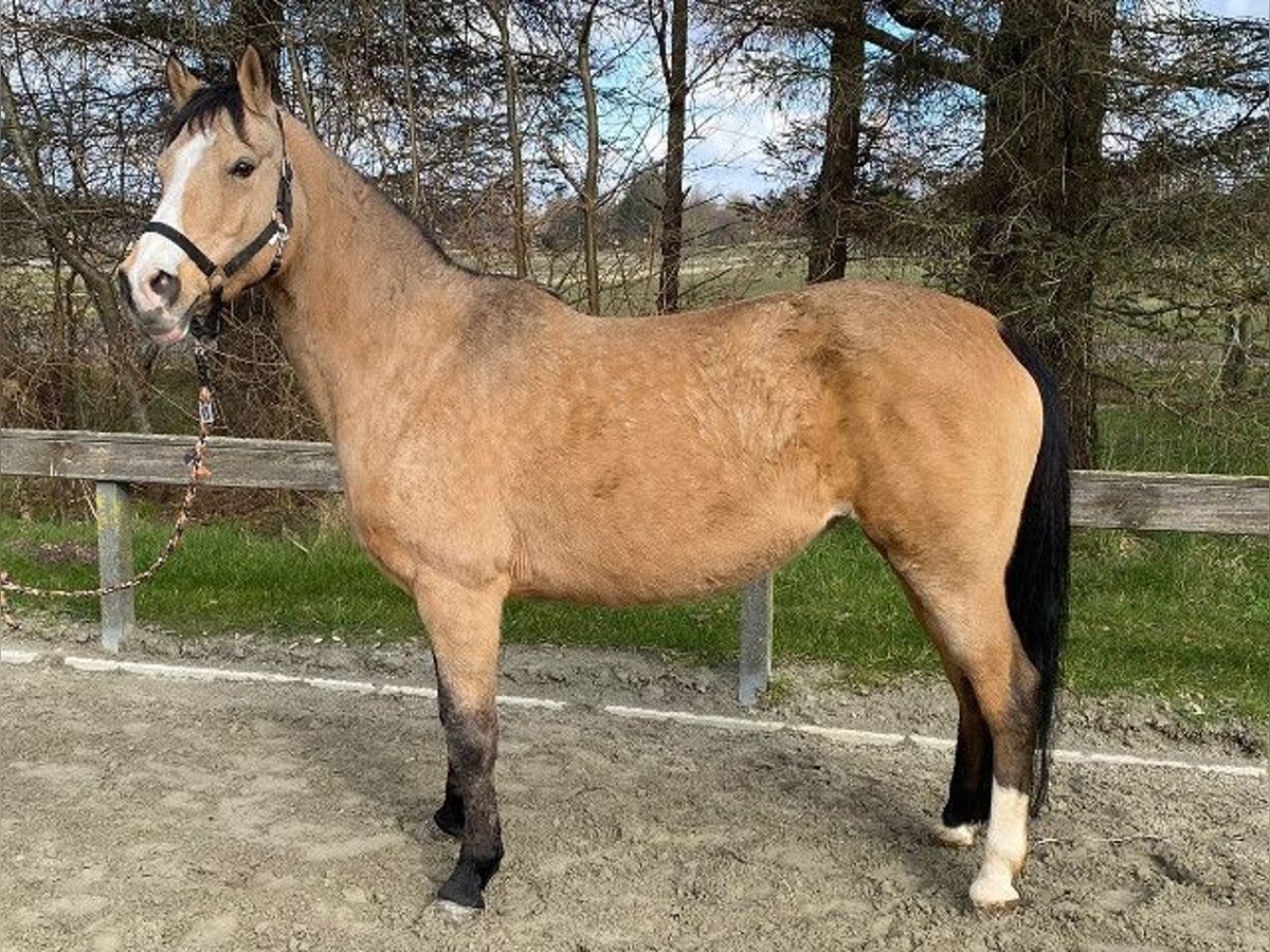 Poni alemán Yegua 16 años 147 cm Bayo in Süderlügum