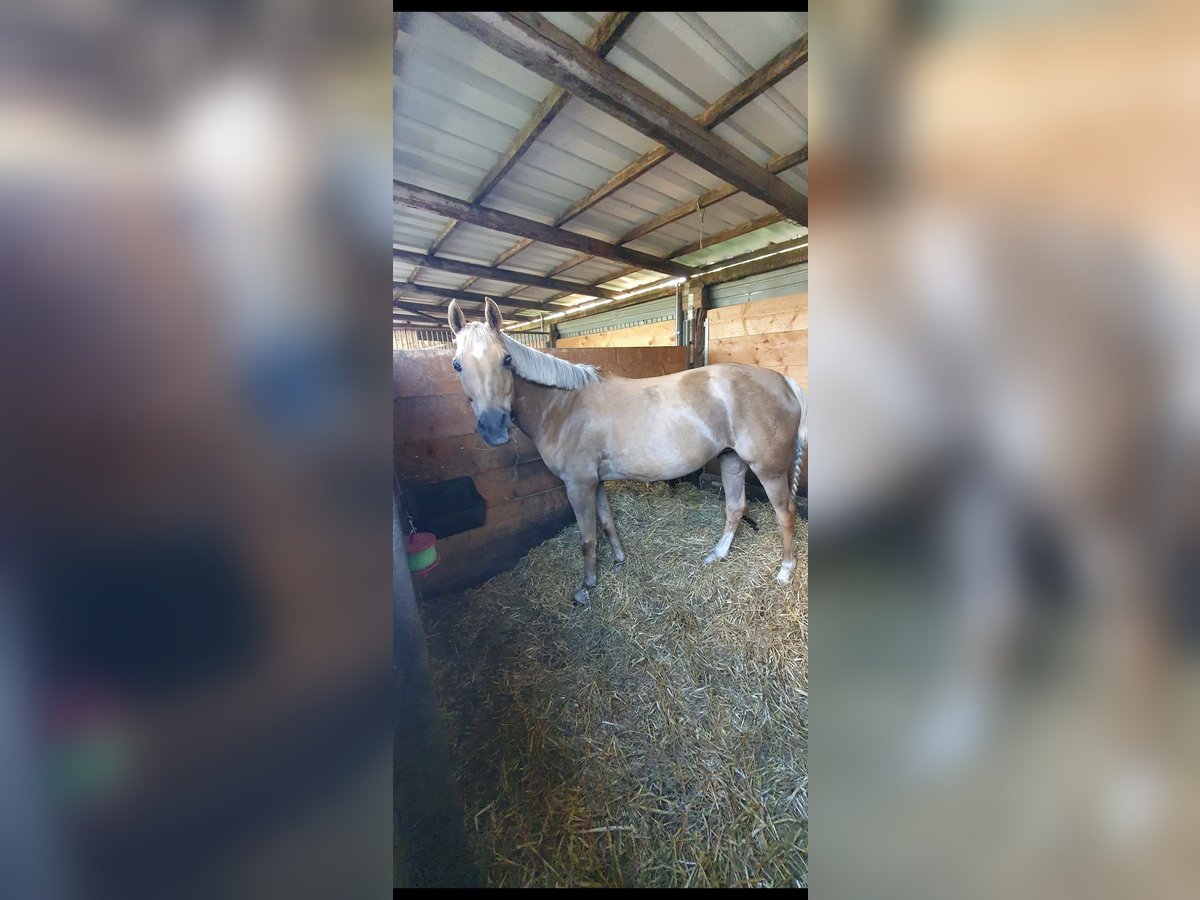 Poni alemán Yegua 16 años 148 cm Palomino in Senden