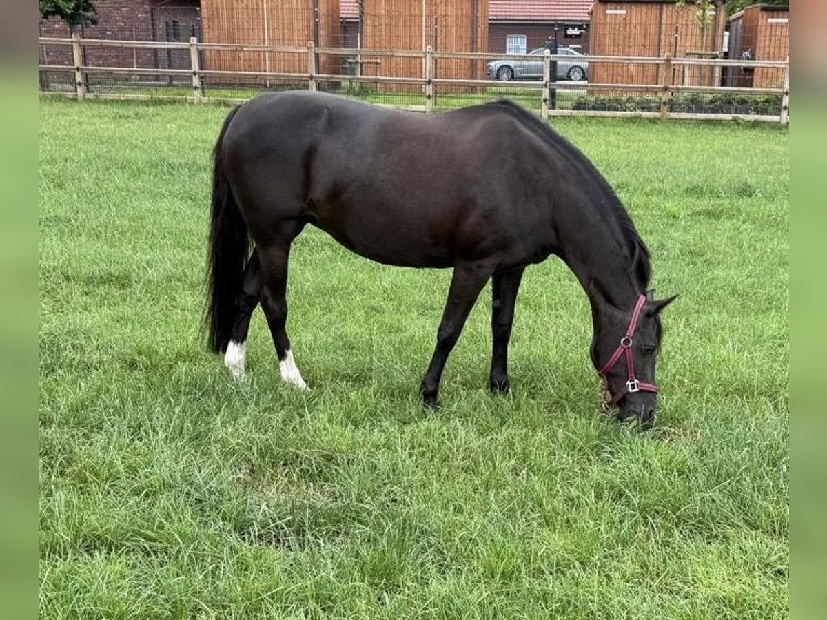 Poni alemán Yegua 17 años 145 cm Negro in Werlte Poni alemán Yegua 17 años 145 cm Negro in Werlte