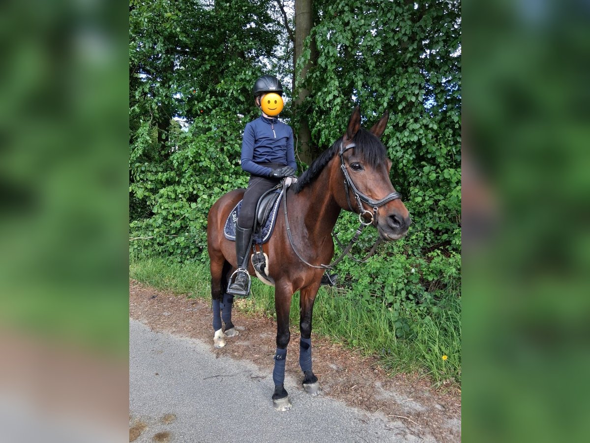 Poni alemán Mestizo Yegua 17 años 146 cm Castaño in Bielefeld