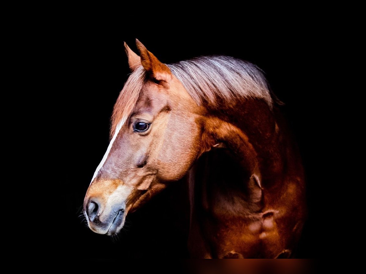 Poni alemán Yegua 17 años 148 cm Alazán-tostado in Stuhr