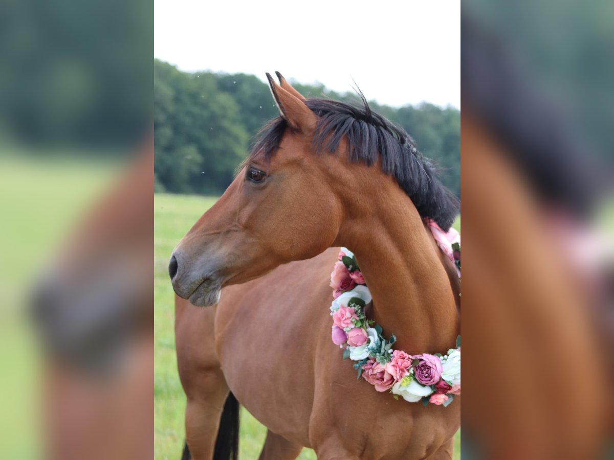 Poni alemán Yegua 18 años 148 cm Castaño in Lauterbach