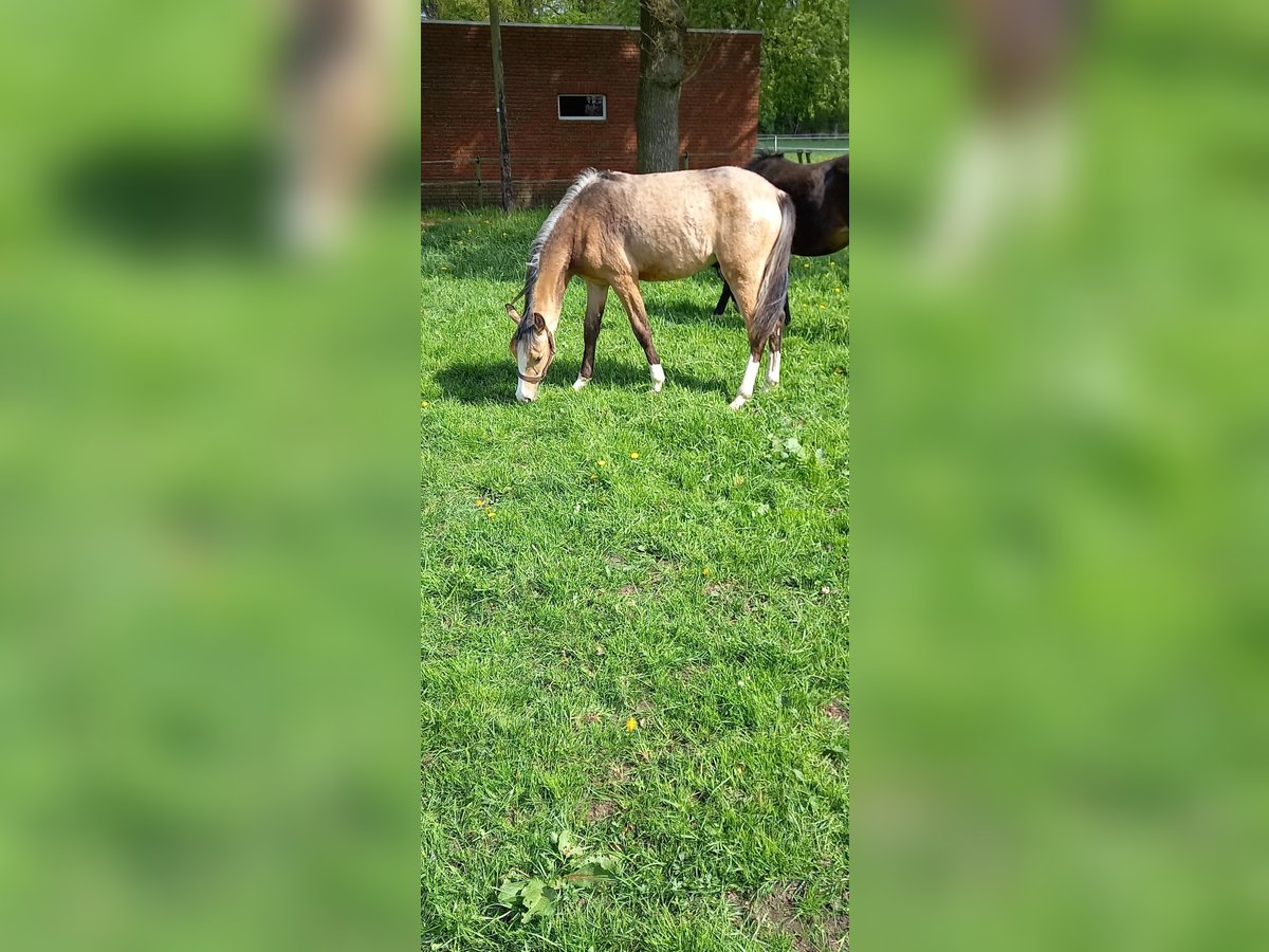 Poni alemán Yegua 1 año Bayo in Vreden
