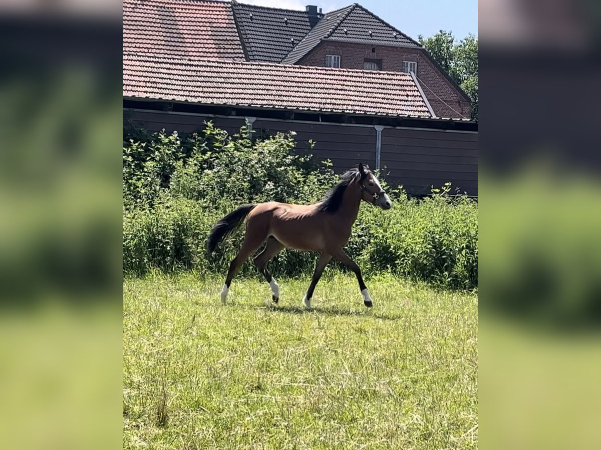 Poni alemán Yegua 1 año Castaño in Datteln