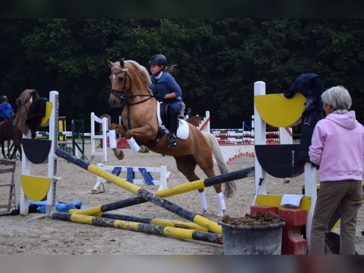 Poni alemán Yegua 21 años 146 cm Palomino in Viersen