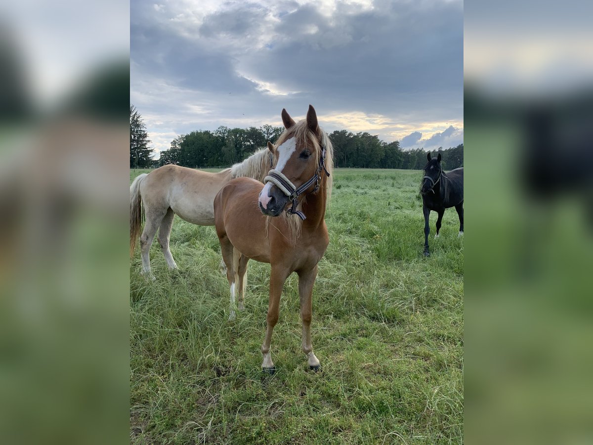 Poni alemán Yegua 2 años 143 cm Palomino in Suhlendorf