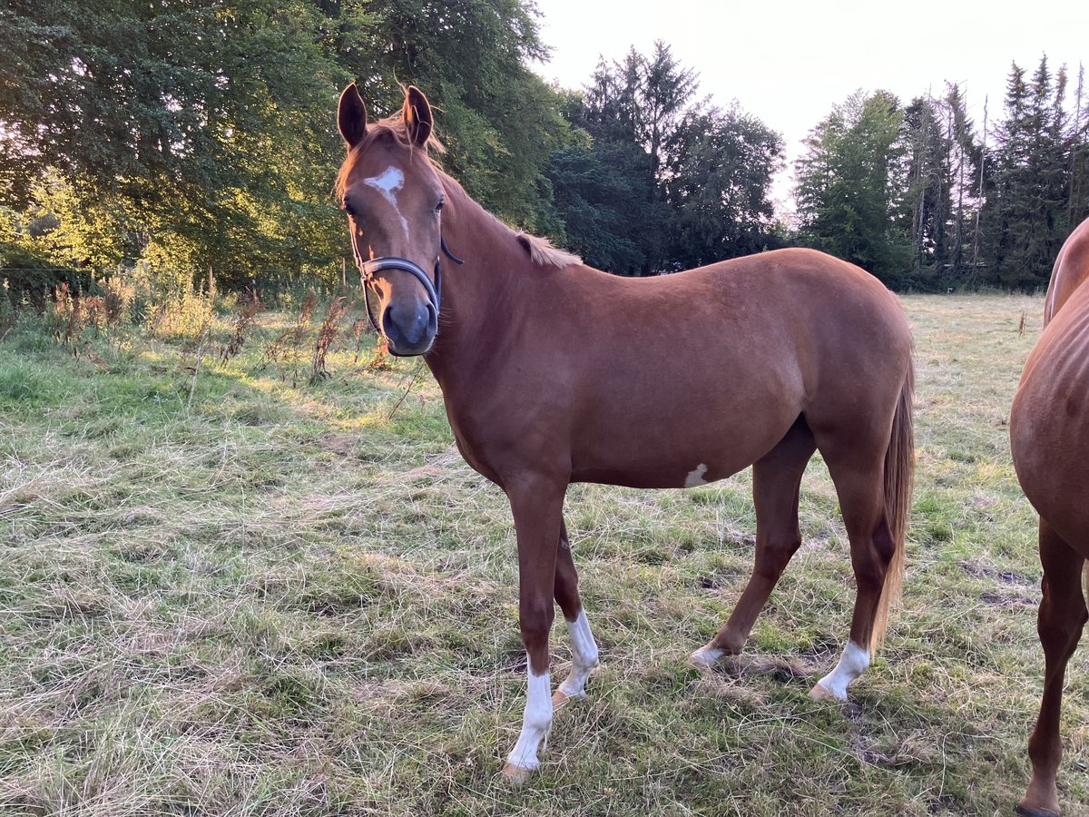 Poni alemán Yegua 2 años 145 cm Alazán in Großheide