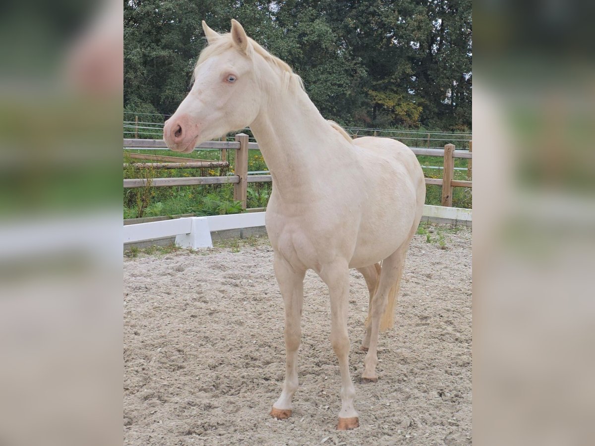 Poni alemán Yegua 2 años 145 cm Cremello in Swisttal