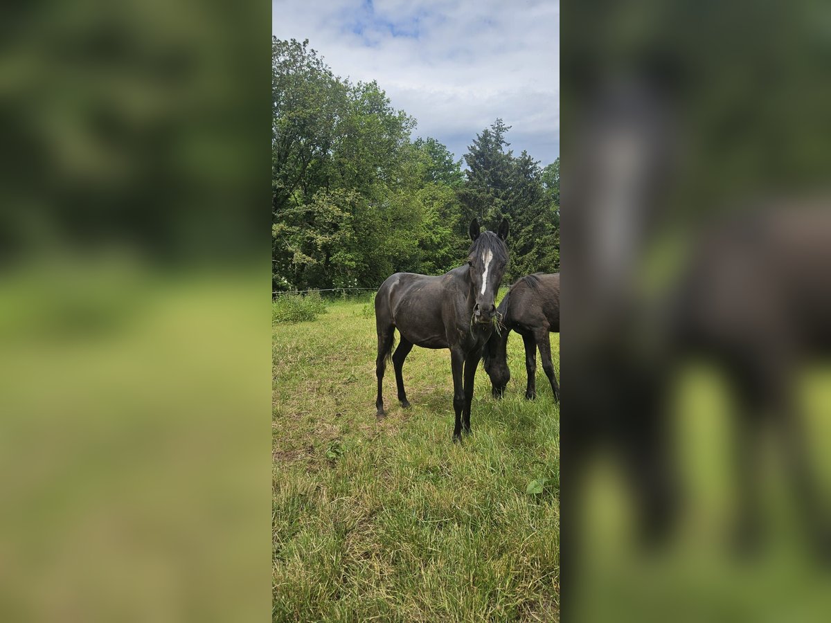 Poni alemán Mestizo Yegua 2 años 145 cm Negro in Kirchheimbolanden