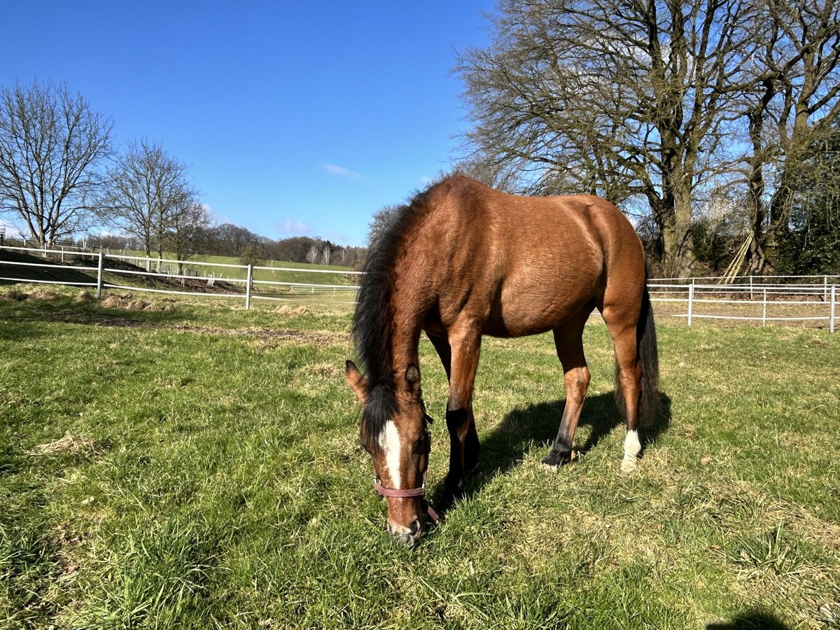 Poni alemán Yegua 2 años Bayo in Haltern am See