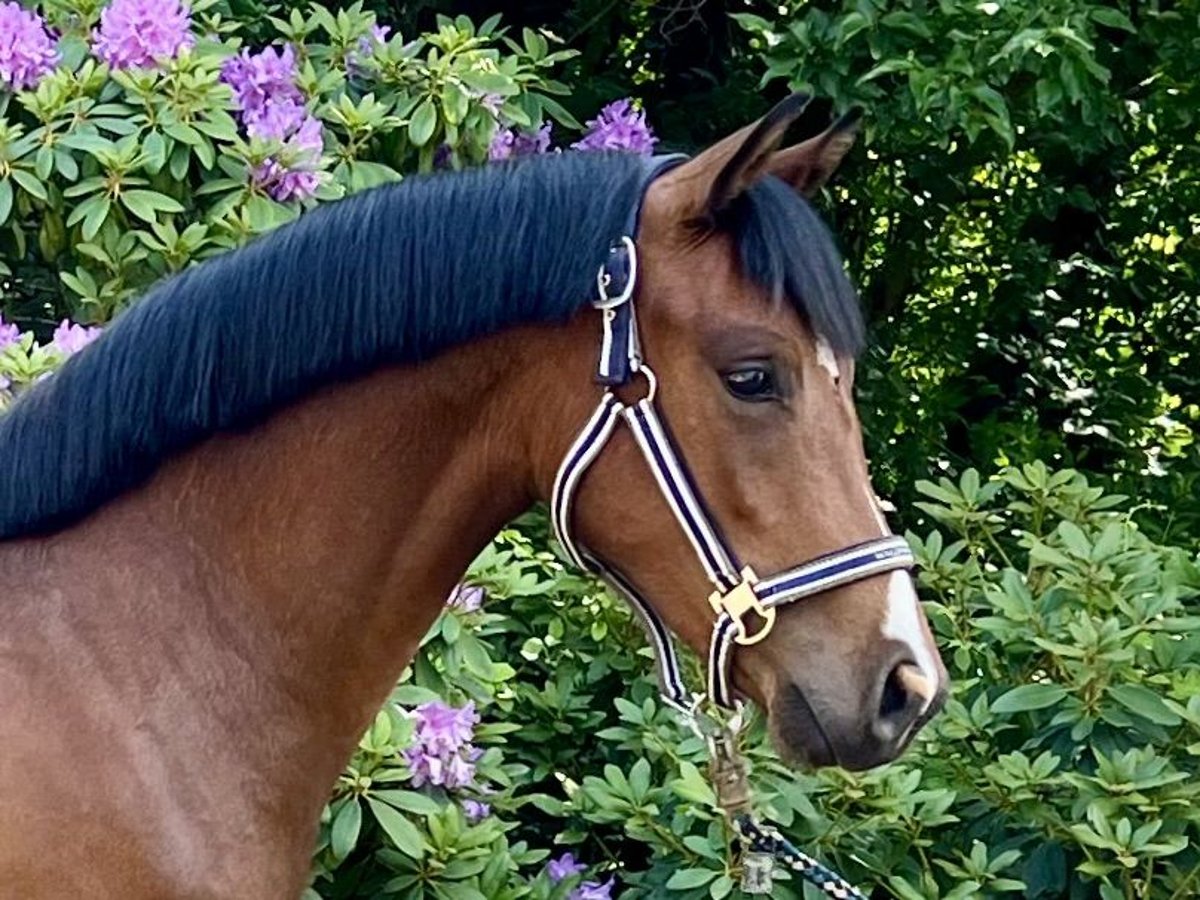Poni alemán Yegua 3 años 141 cm Castaño oscuro in Badbergen