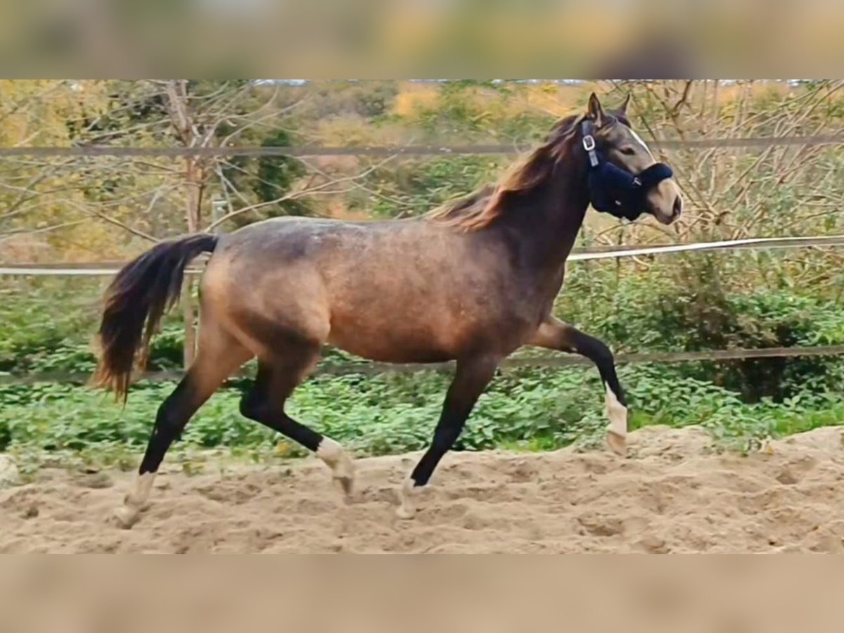 Poni alemán Yegua 3 años 144 cm Buckskin/Bayo in Dortmund