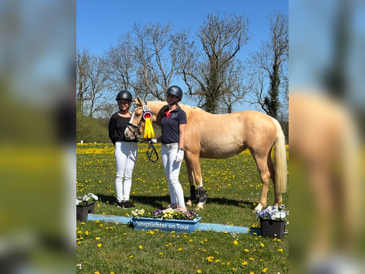 Poni alemán Yegua 3 años 144 cm Palomino in Stakendorf