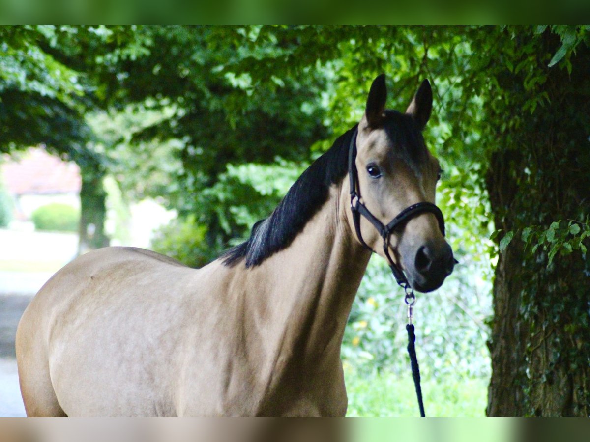 Poni alemán Yegua 3 años 145 cm Buckskin/Bayo in Balve